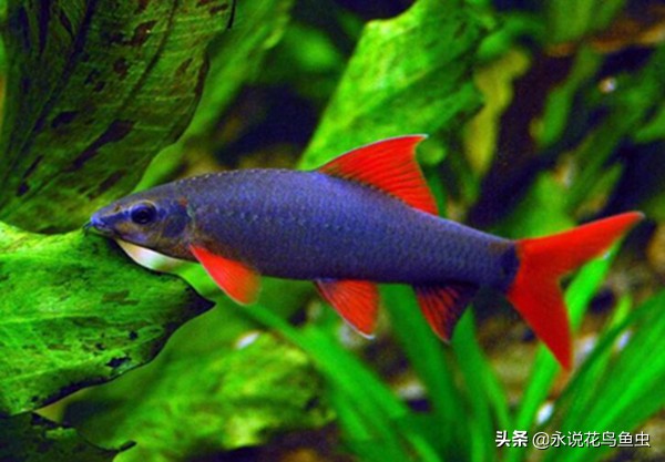 推荐一些好养的漂亮的小型热带鱼 (十大最好养又好看的热带鱼)