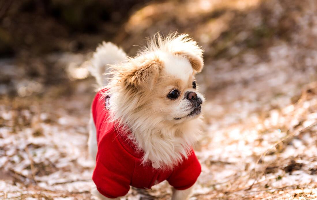 养小型犬公的好还是母的好,养公狗和养母狗的7大差别