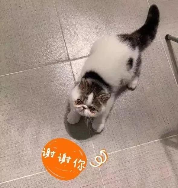 美团饿了么叮咚,叮咚已停止运行