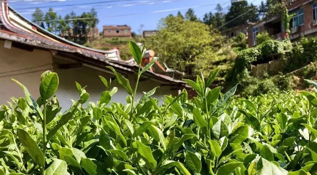 铁观音的产地及历史,铁观音产地安溪是什么地方