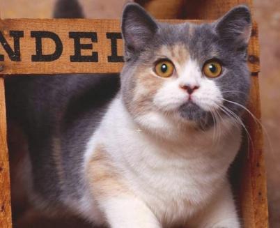 怎样买到纯血统美短,买纯种英短