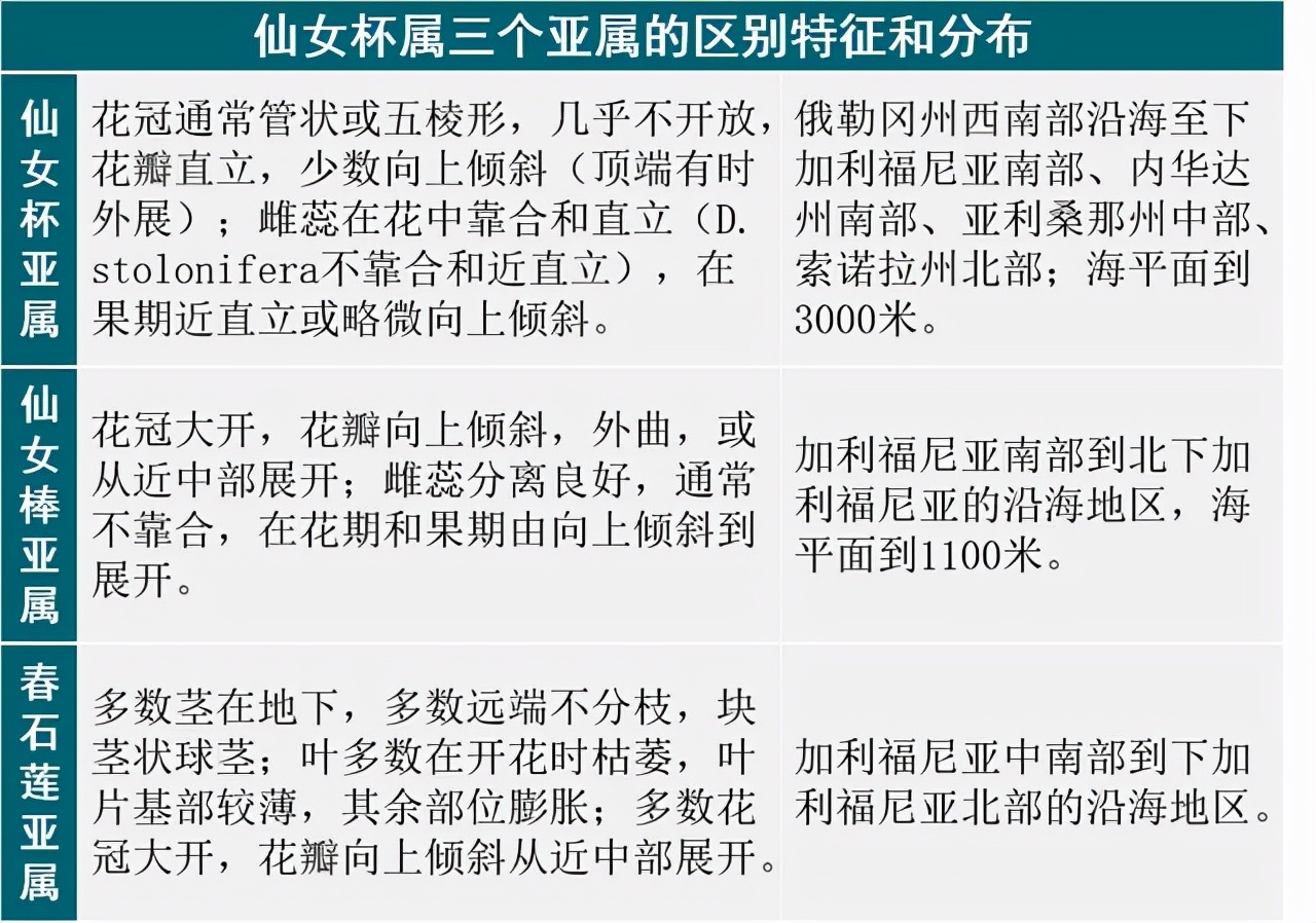 仙女杯苹果叶多肉植物,多肉植物初霜仙女杯