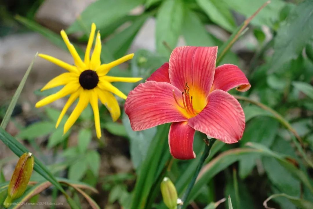 中文到底有多美朗诵原稿,中文到底有多美朗诵背景视频