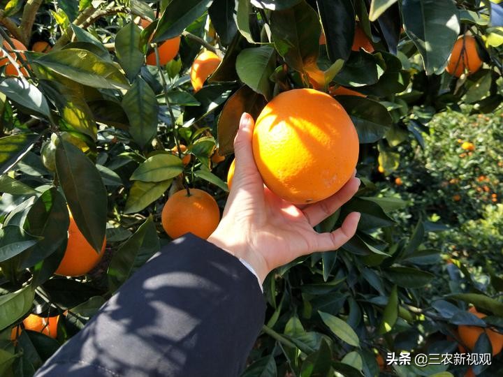 农村大规模种地怎么样才能赚钱,现在在农村种地到底能不能赚钱