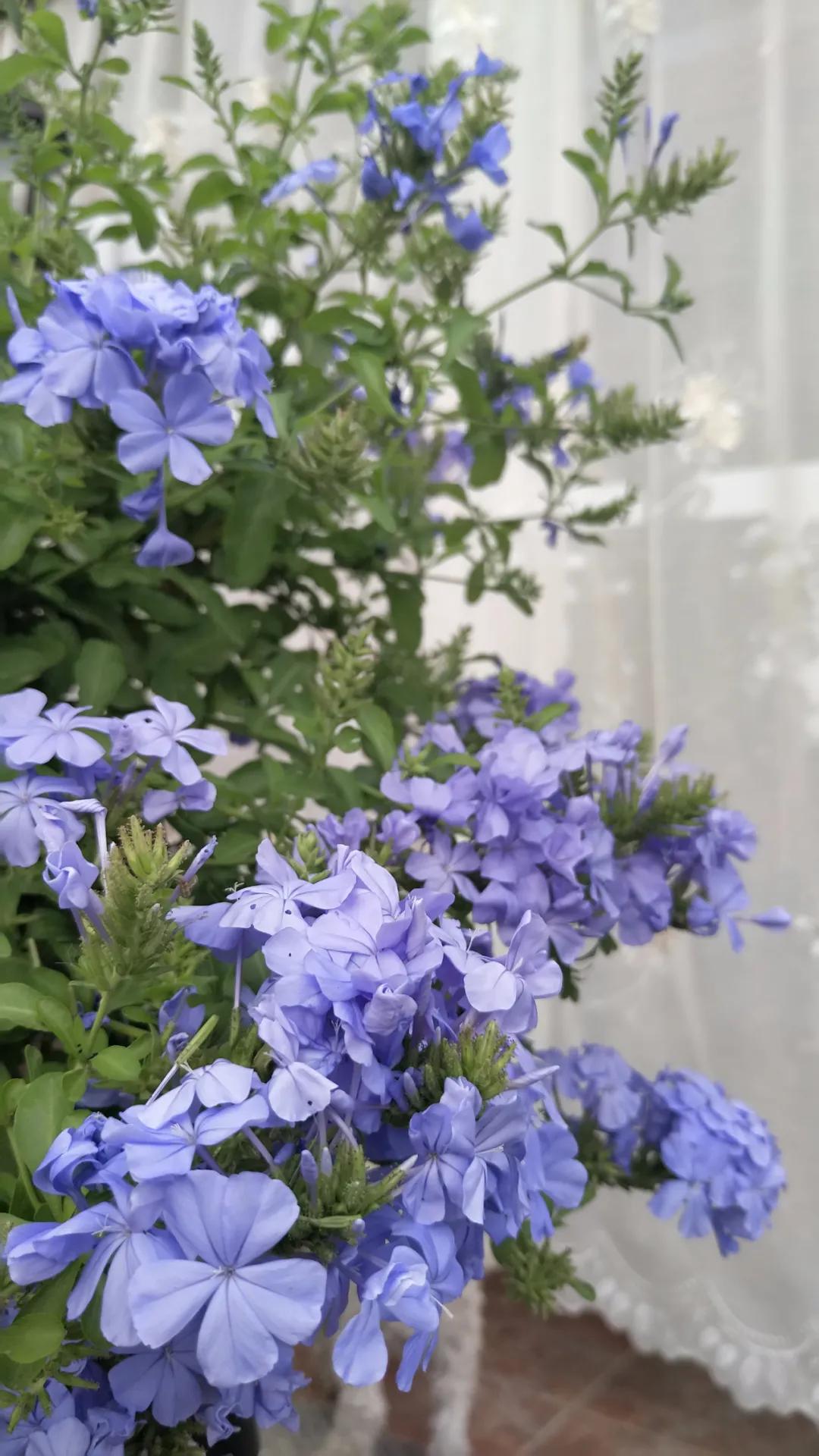 “雪”花那个PiaoPiao，这个世界真好