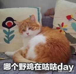 猫感冒会传染其他猫吗,猫感冒了有哪几种表现