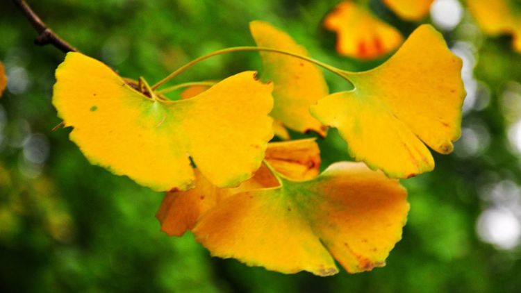 深秋的私语,美文美图经典欣赏