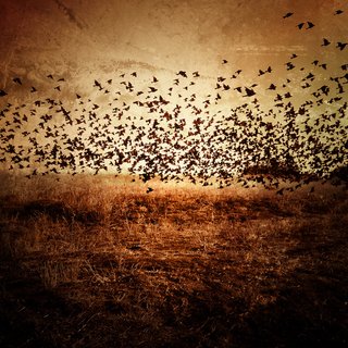 苹果年度最佳照片,iphone拍出来的照片有多惊艳