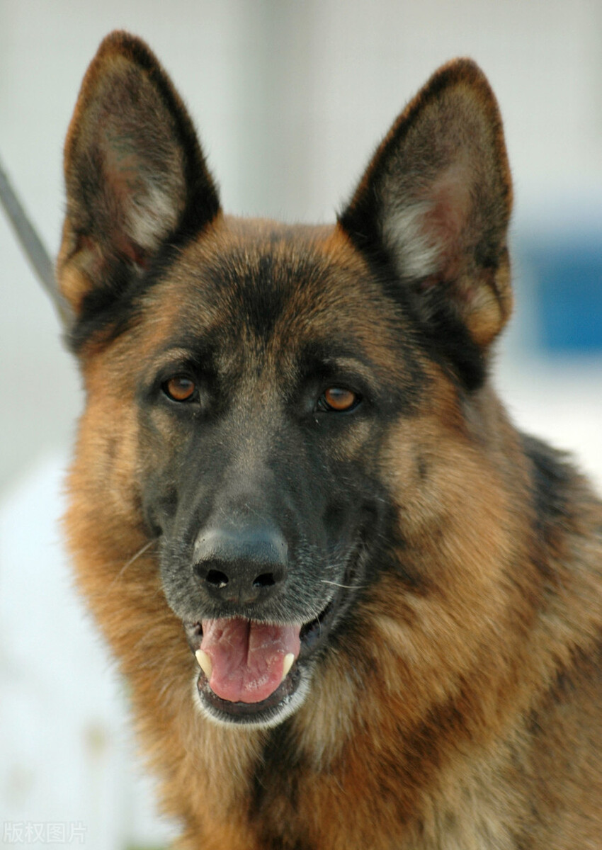 这只狗真神！凭着老虎的气味锲而不舍地追出了个猎虎*私走**团伙