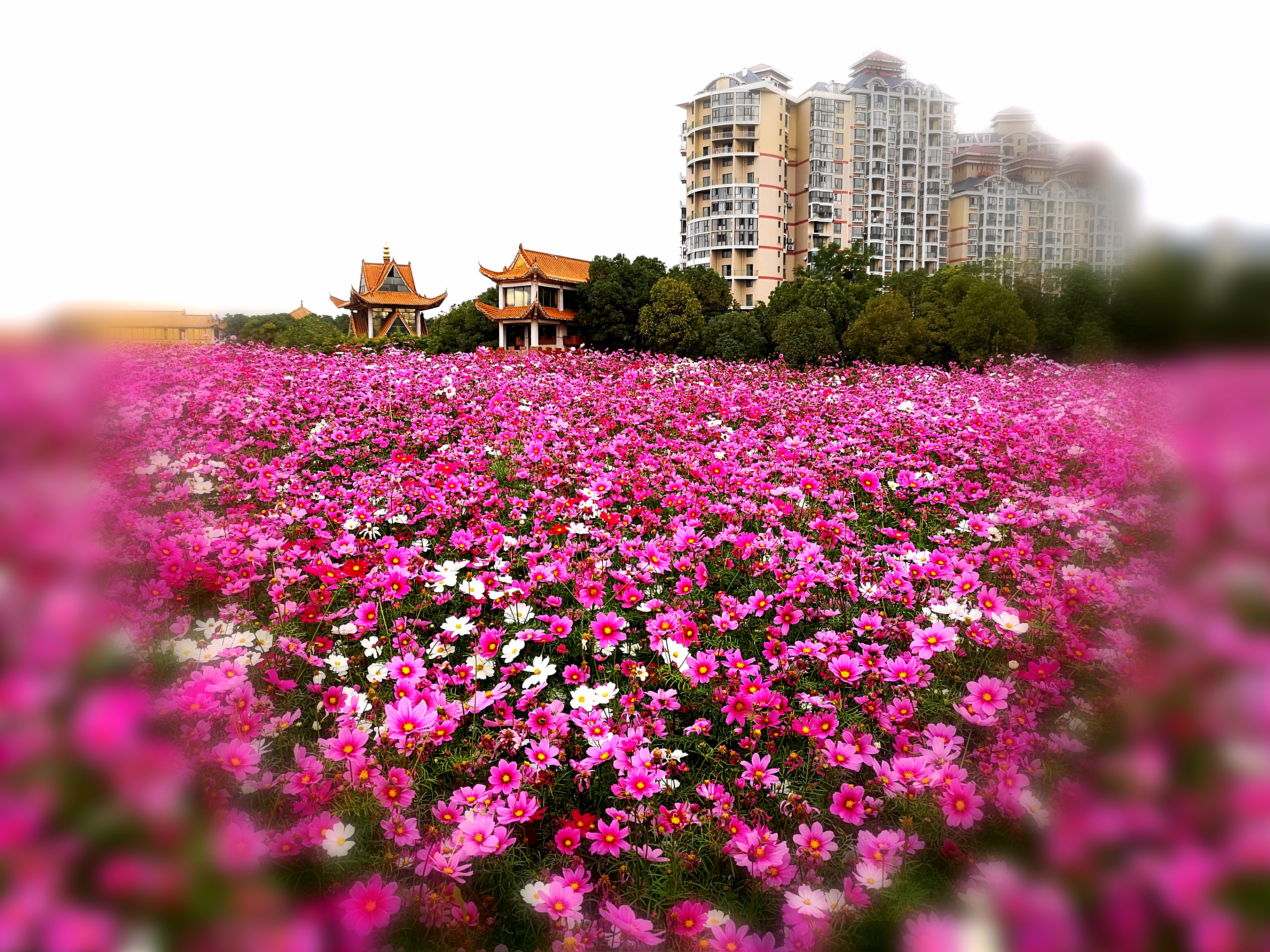 沉睡的历史与惊艳的现实——走读东西湖