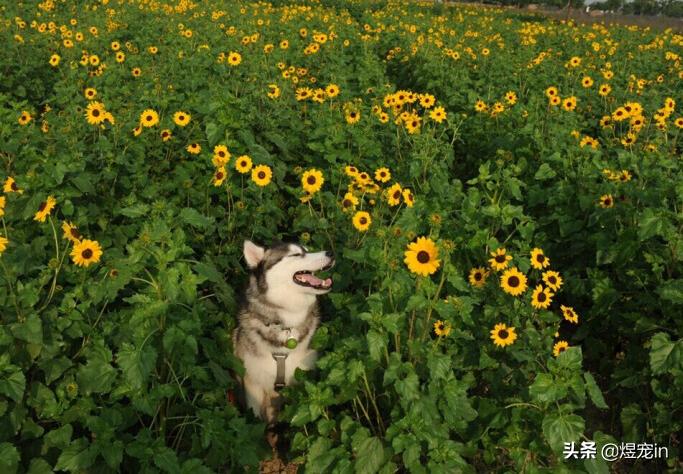 哈士奇突然前腿肿了,哈士奇幼犬腮帮子肿是怎么回事