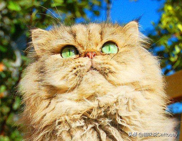 猫咪也有不孕症？做好三件事让猫远离不孕