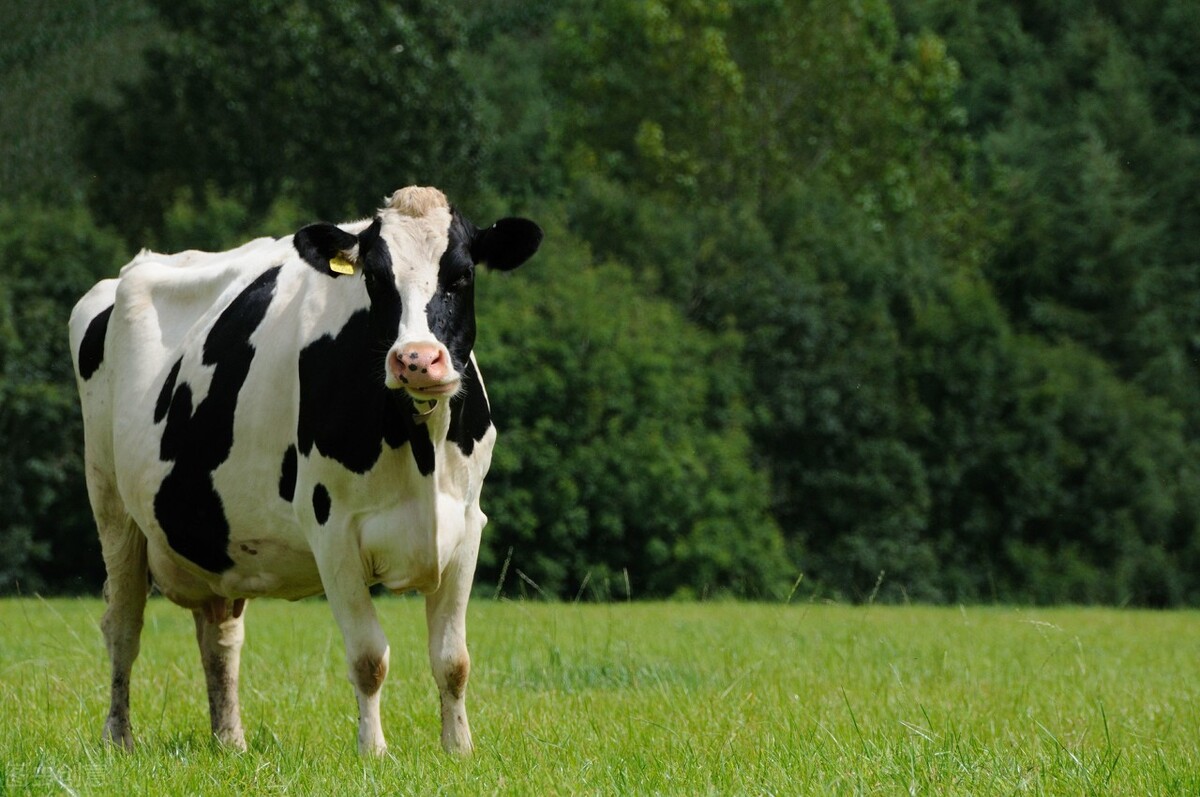 中老年人缺钙怎么补钙最好,中老年人缺钙的危害有多大