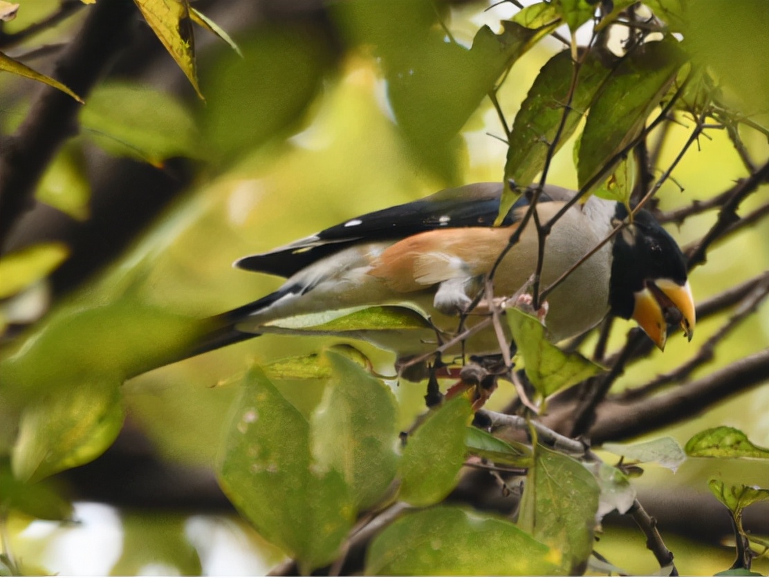 广州晓港公园拍到黑枕黄鹂,广州晓港公园简介