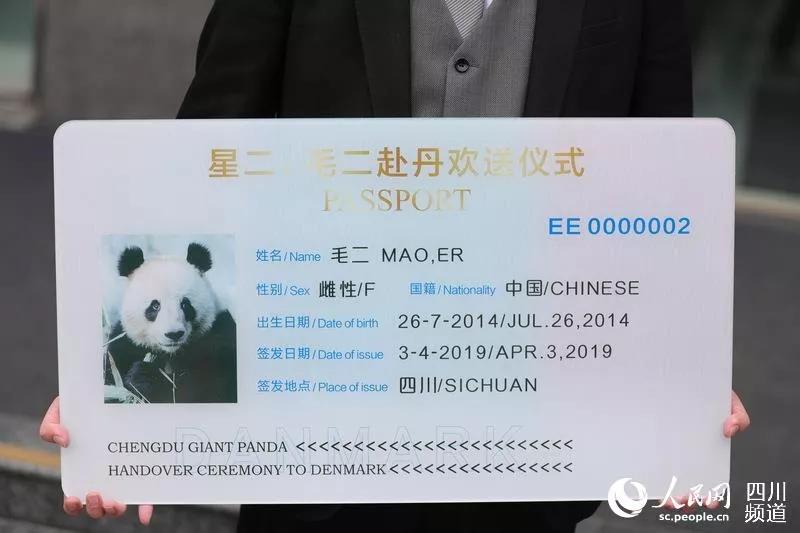 终于拍到熊猫,终于拍到了可爱的大熊猫