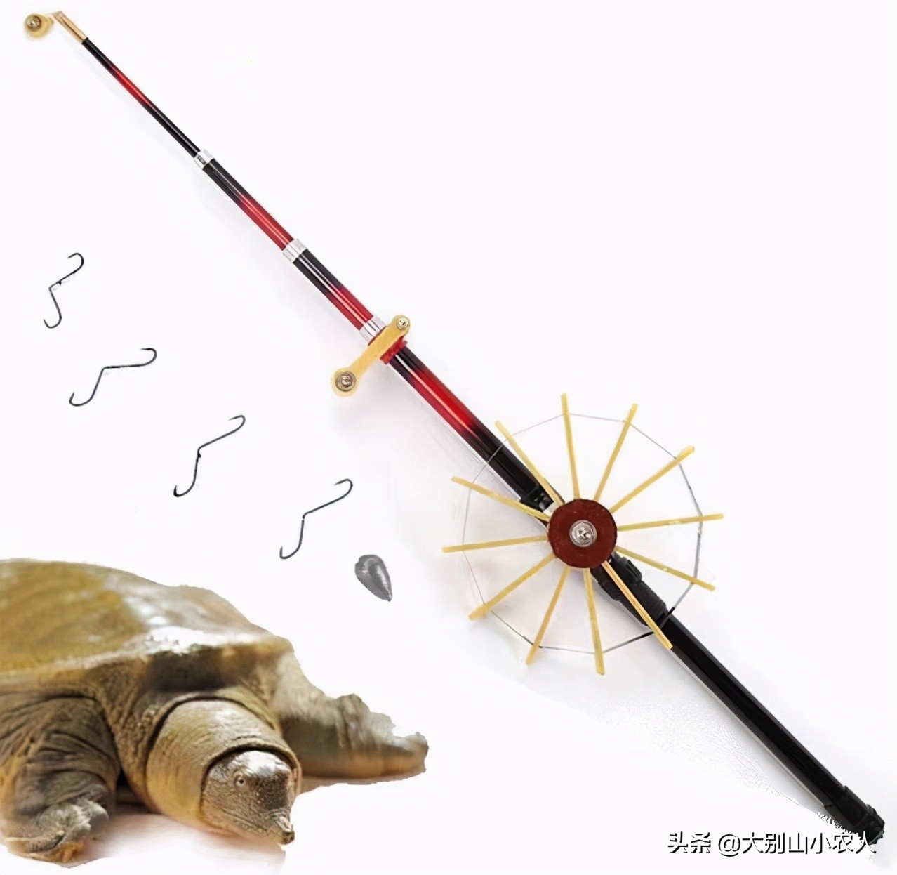 甲鱼枪打甲鱼浮头打什么位置,甲鱼枪打甲鱼全过程