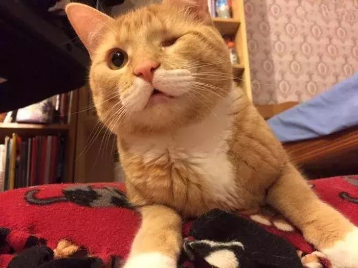 猫咪有个超有情商的铲屎官,猫咪智商测试果然豆丁智商最高