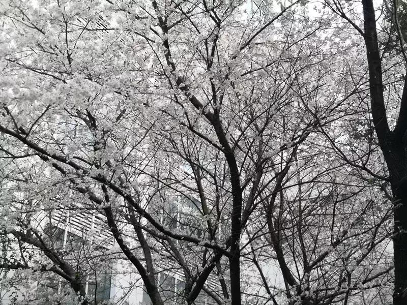 抚州樱花景区,抚州看樱花的地方