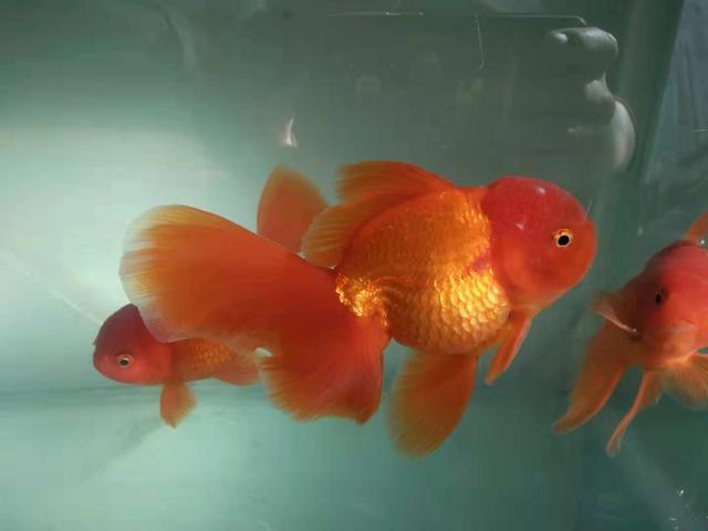 金鱼头部上有白点是什么病,金鱼头上有白点一定是病么