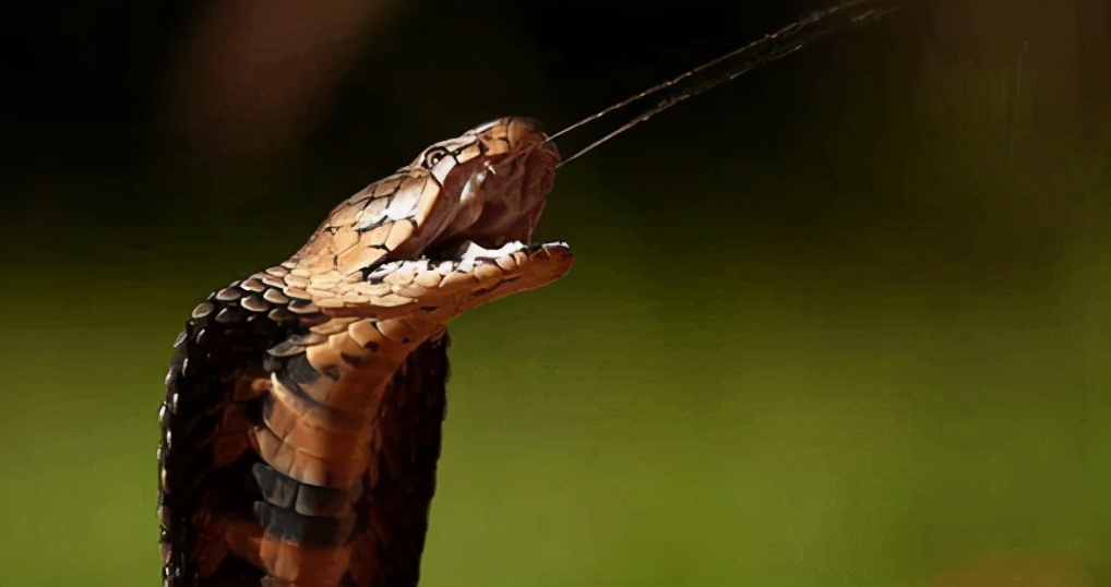 湖南七旬老人被毒蛇咬伤！抗蛇毒血清为什么这么少？