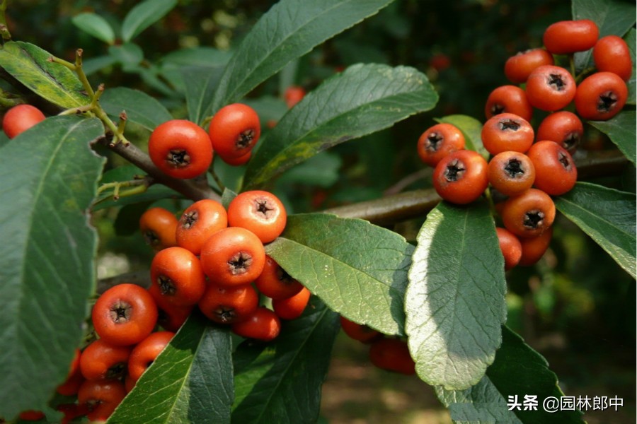 沙棘和火棘的功效有什么区别,火棘和沙棘果有什么区别