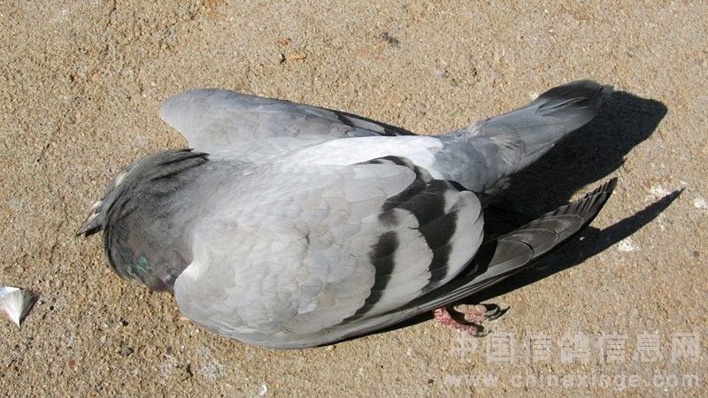 信鸽腺病毒用什么药,信鸽腺病毒后如何快速恢复体能