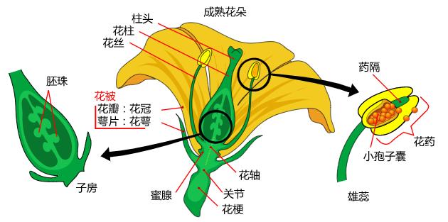 进来抄作业，启动子要这么选