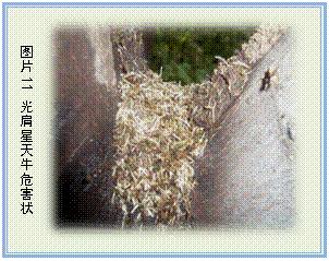 光肩星天牛危害特征及生物防治,光肩星天牛的特征和名字的由来