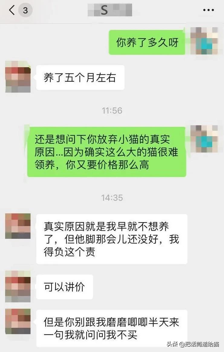 虐猫后良心发现加价“*养送**”？在日本领养流浪猫没你想的那么美好