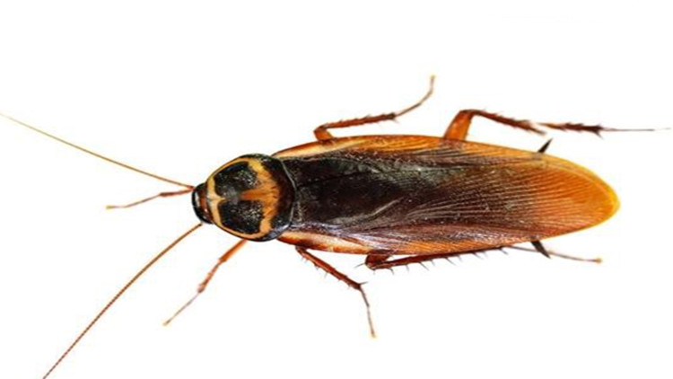 小区灭虫推荐,居家灭虫神器