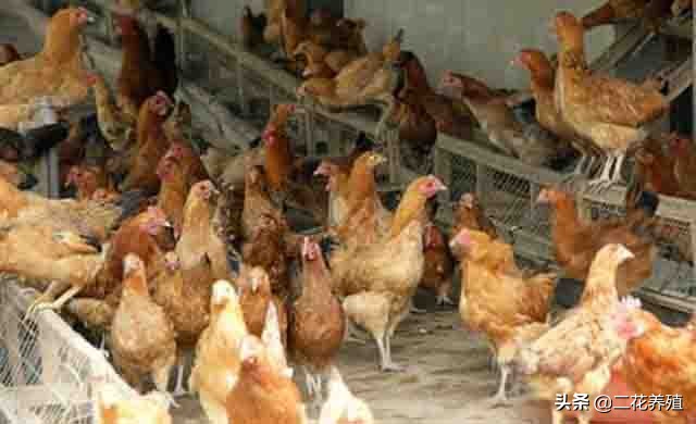 蛋鸡不下蛋了怎么处理,蛋鸡不生产的解决方法