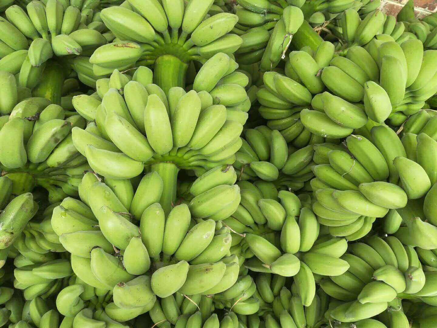 吃了发芽的马铃薯会中毒么,吃发芽的马铃薯会中毒吗