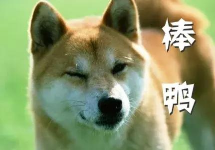 给狗狗养犬许可证,深圳养狗没养犬证罚多少