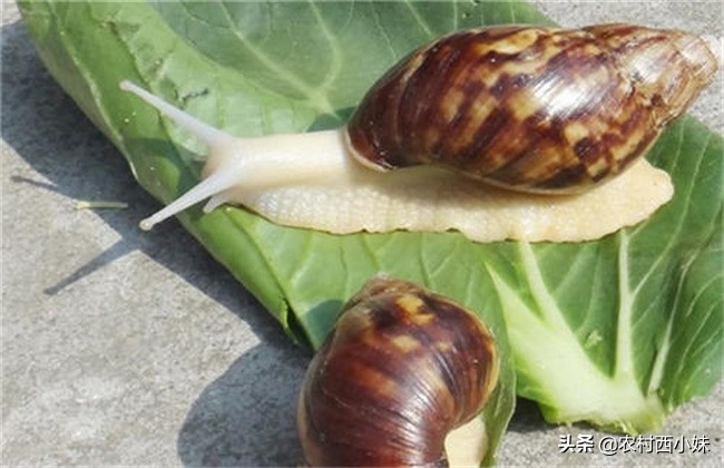 闄勮繎铚楃墰鍏绘畺,铚楃墰鍏绘畺鍩哄湴