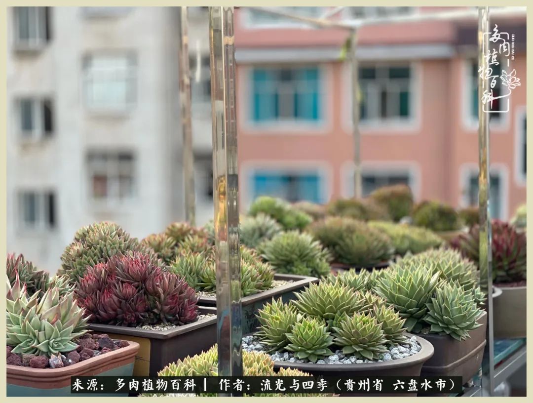 国庆假期你快乐吗？来，凉都美肉与你相伴一一小乌木的霸气东云