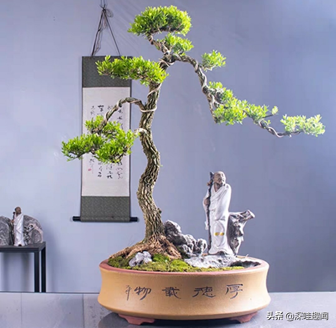 雀舌黄杨黄叶枯叶病用什么药,黄杨盆景黄叶原因如何解决