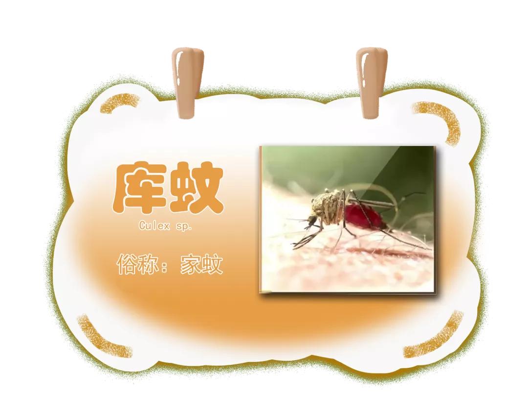 同样是被咬，为啥你的包又痒又大？