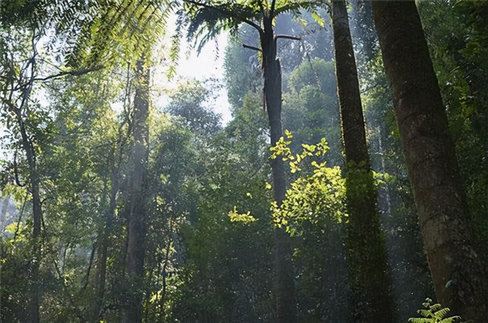 云南普洱茶十大名茶排名一览表,云南普洱茶十大名茶排行榜
