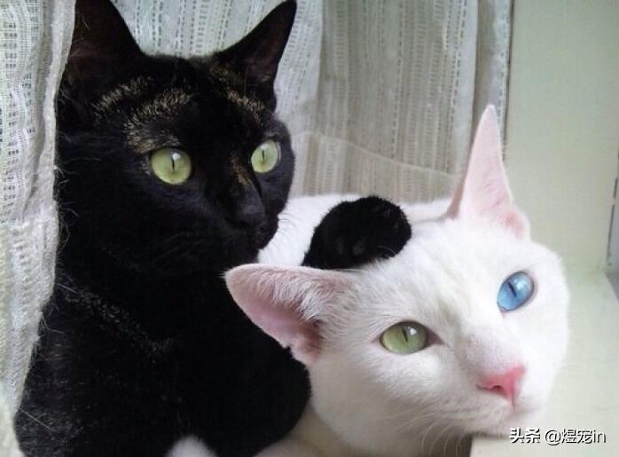 不小心把猫咪胡子弄掉了怎么办,猫的胡子掉了是怎么了