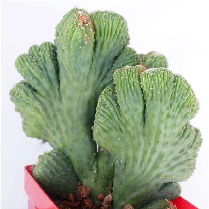 钁辩繝鎸烘嫈,娴峰崡浜旀寚灞辨嘲鍥藉北绔规爲