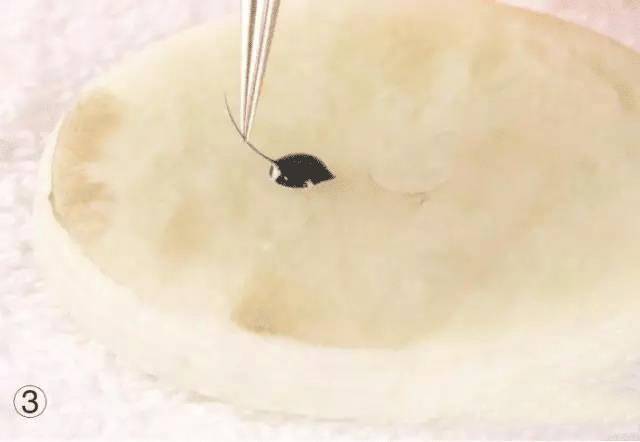 嫁接睫毛技术进行中,m型嫁接睫毛教程零基础手法