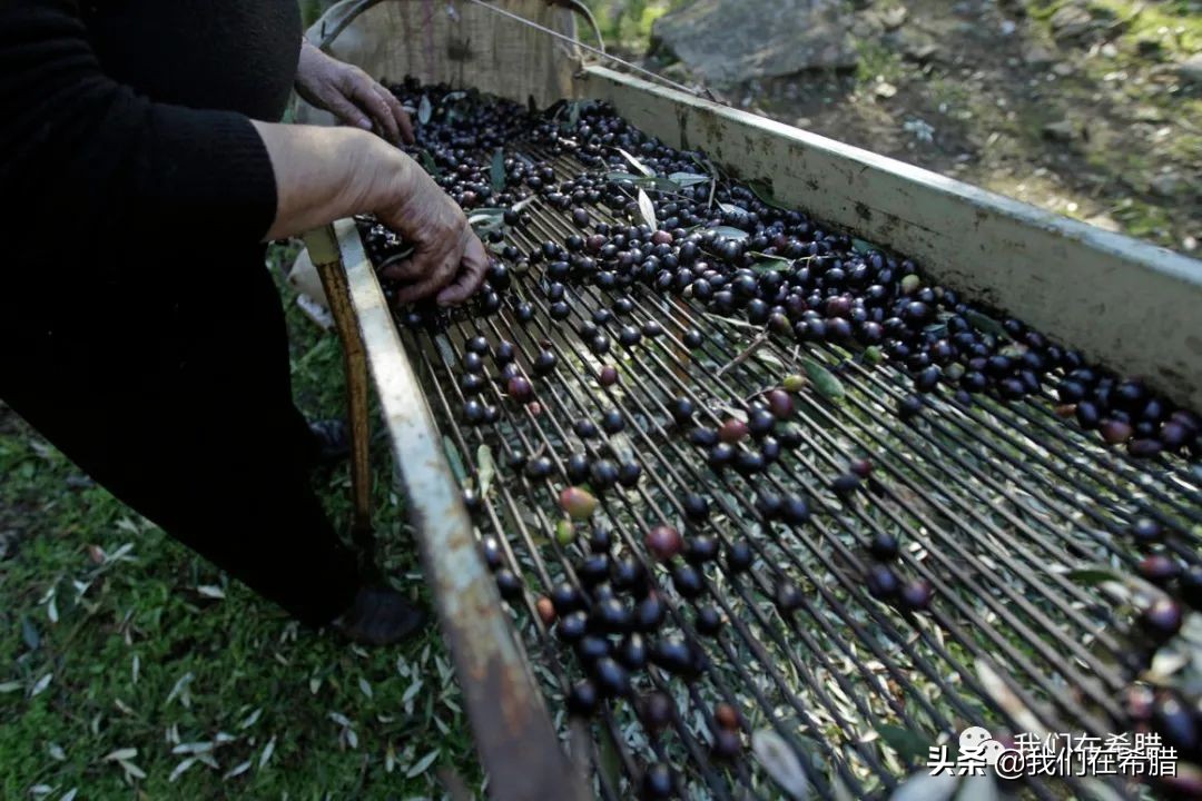 西班牙和意大利为什么产橄榄油,意大利与西班牙的橄榄油