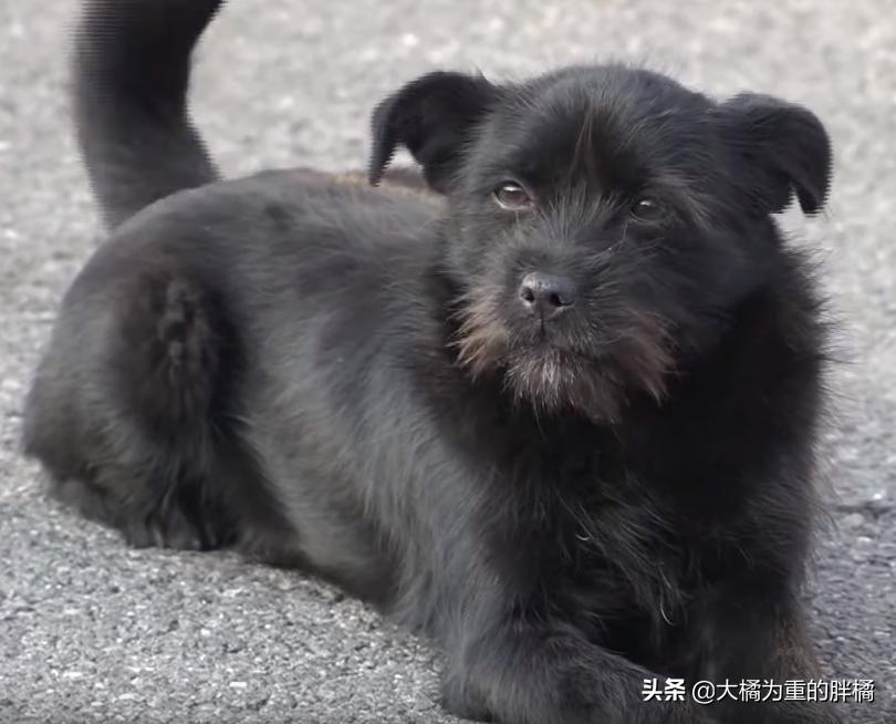 流浪狗每天到店里蹭吃的,流浪狗每天去超市讨食