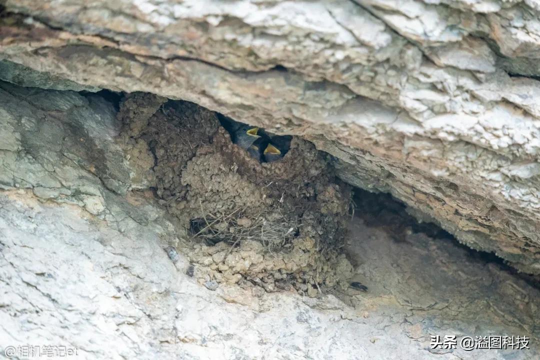 适马150-600s镜头评测,适马新镜头70-200
