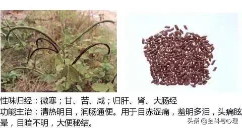 史上最全中草药图谱（附主治功效）（一）