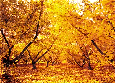 【树木传奇•深度影响中国的树】东方圣者耀中华——公孙树（银杏）