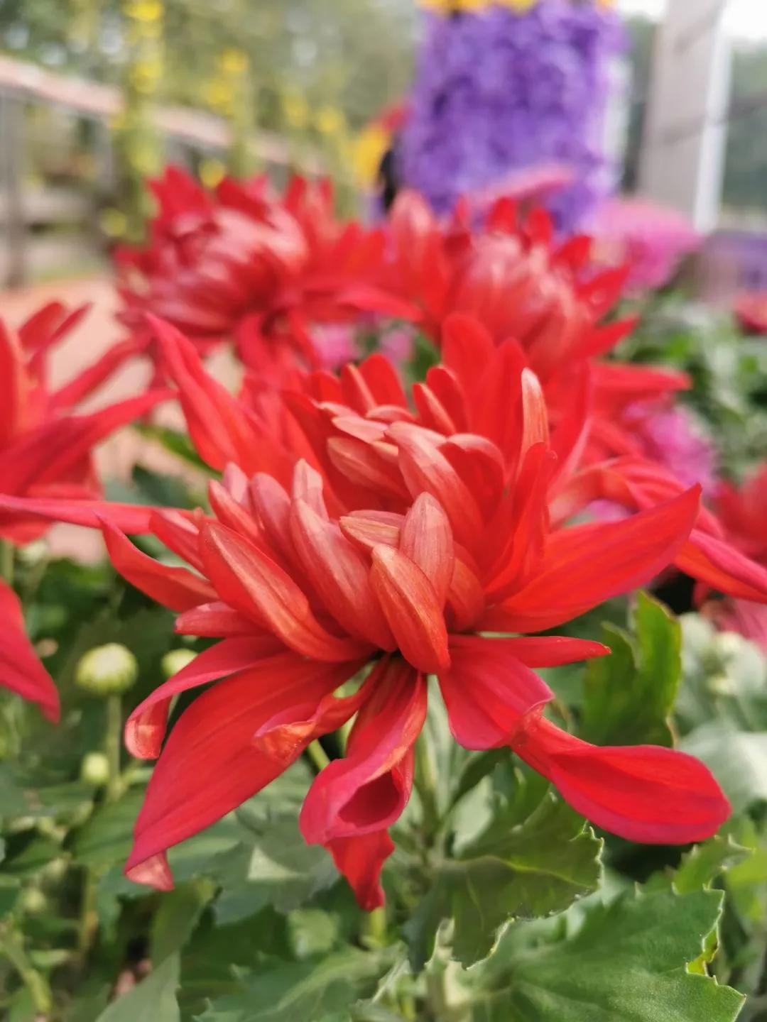 济宁蓼河公园郁金香,济宁洸府河公园花开了