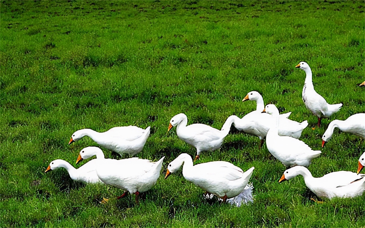 鹅腿肿站不了怎么治,鹅脚肿怎么治好得快