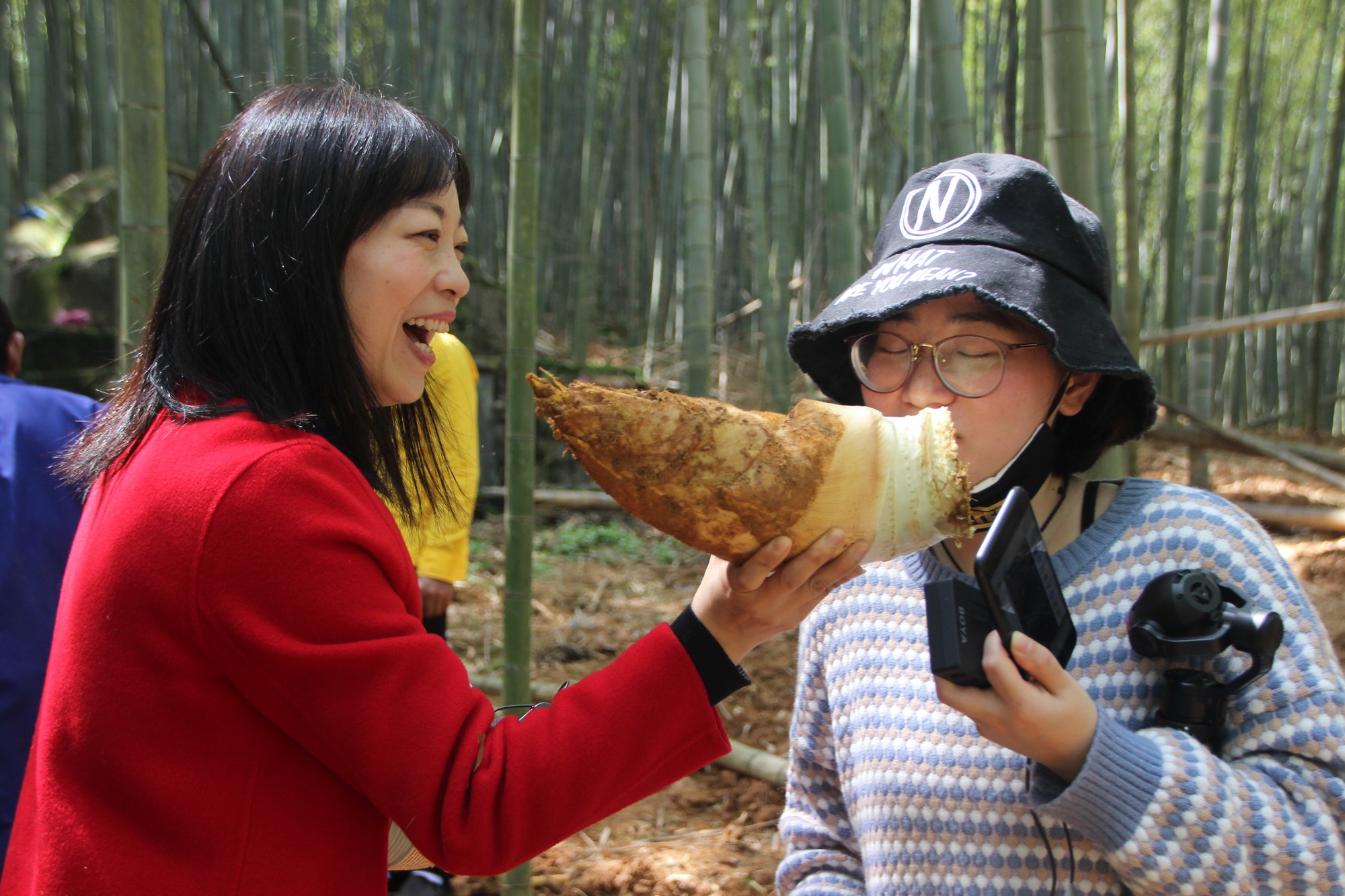 浙江临海沿江镇竹笋,临海市野生竹笋