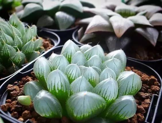 名贵植物排名前十名,十大天价的花卉